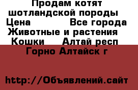 Продам котят шотландской породы › Цена ­ 2 000 - Все города Животные и растения » Кошки   . Алтай респ.,Горно-Алтайск г.